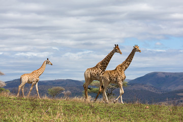 african giraffes