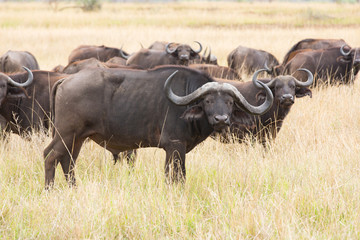 african buffalo herd
