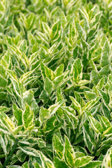 Green Leaf texture background