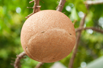 Sara fruit in temple of Thailand