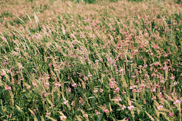 Beautiful wild flowers in the field