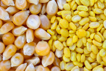 closeup of sweetcorn seeds and split yellow mung beans