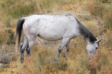 Obraz na płótnie Canvas horses eat grass