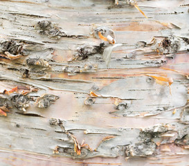 wooden background