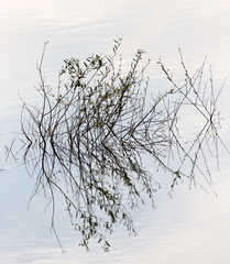 Fototapeta na wymiar branches of a tree in a lake at sunset