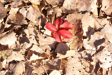 Beautiful autumn leaves