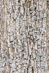 Background of bark