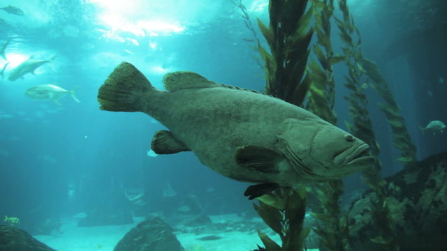 The Potato Cod, Epinephelus tukula