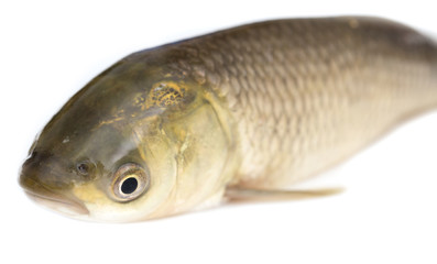 fish on a white background