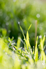 Fototapeta na wymiar water drops on a green grass