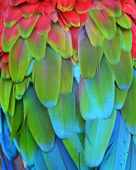 Scarlet Macaw feathers