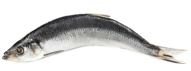 Fresh herring fish isolated on white