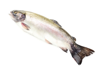 Fresh trout fish isolated on white