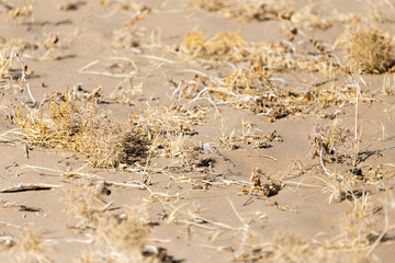 plants in the sand in the desert