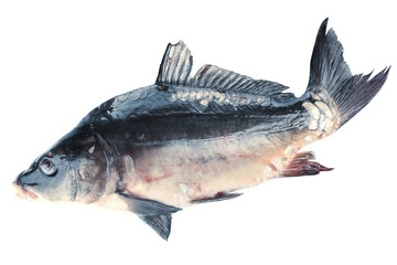 Fresh carp fish isolated on white