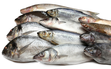 Fresh catch of fish close-up