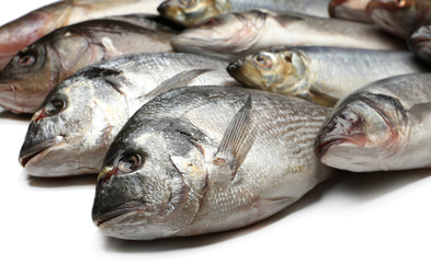 Fresh catch of fish close-up