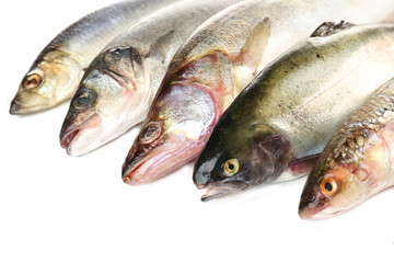 Fresh fish isolated on white