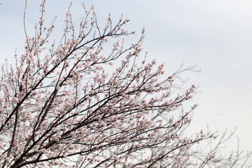 beautiful flowers on a tree. macro