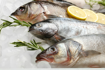 Fresh fish on ice