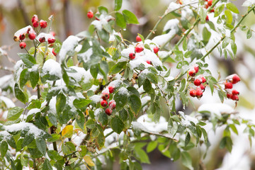 wild rose in the snow