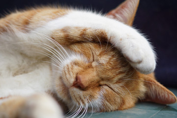 眠る茶猫
