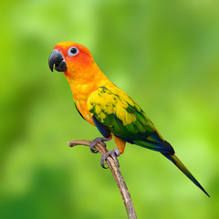 Sun Conure