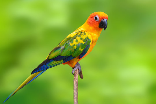 Fototapeta Sun Conure