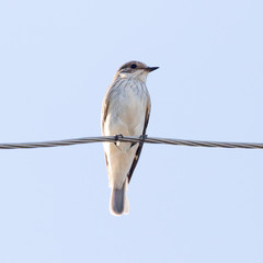 Sparrow on a wire