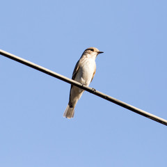Sparrow on a wire