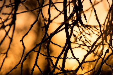 Fototapeta na wymiar branches of a tree at sunset