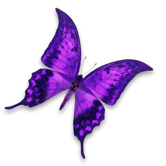 Fototapeta premium Purple Butterfly