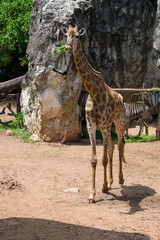 Graffe with zebras in Dusit zoo, Bangkok
