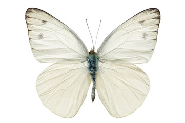 Obraz premium biały motyl