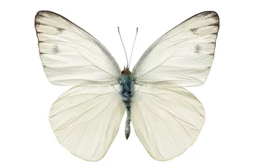 Crédence de cuisine en verre imprimé Papillon papillon blanc