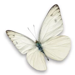 Crédence de cuisine en verre imprimé Papillon white butterfly