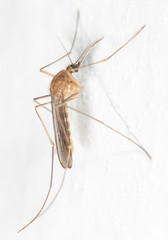 mosquito on the white wall. close-up