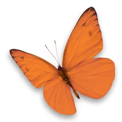 Papier Peint photo Lavable Papillon Orange butterfly