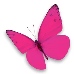 Cercles muraux Papillon Papillon rose
