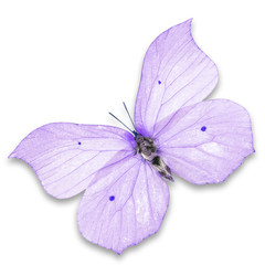 Obraz premium purple butterfly