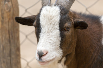 Portrait of a wild goat