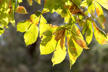 chestnut leaves on a tree