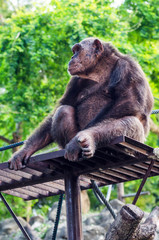 Chimpanzee in the zoo
