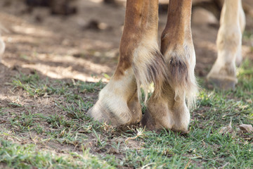 the horse's hooves