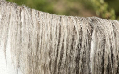 mane of a white horse