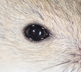 mouse eyes. close-up