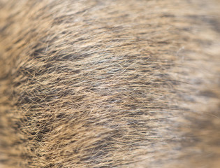 animal fur as background