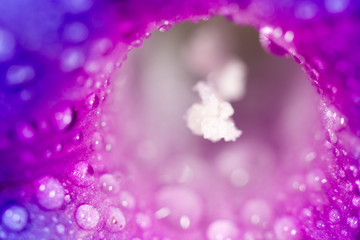 drops of water on purple flower