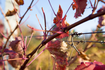 Barbed wire in grapevine closeup