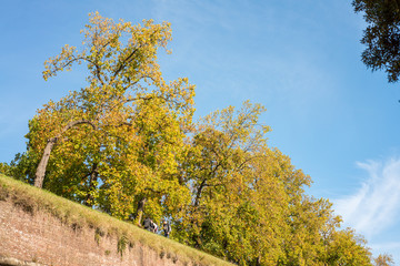 Naklejka premium Walls and trees in Lucca, Italy